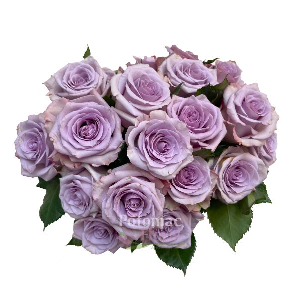 lavender roseさま専用 Rose, Ocean Song - Light Lavender, 40 cm - Potomac Floral